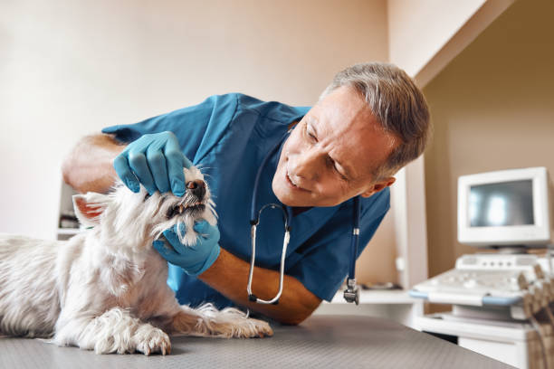 Best Same-Day Emergency Dentist in Watervliet, MI